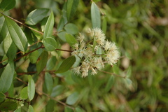 Syzygium zeylanicum